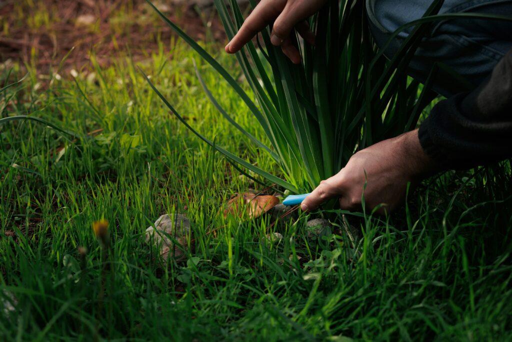 Pulling Weeds